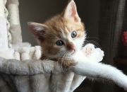 雷火电竞充值-黑白棋盘上的极地风暴，韩国战术机器如何冰封冰岛狂想