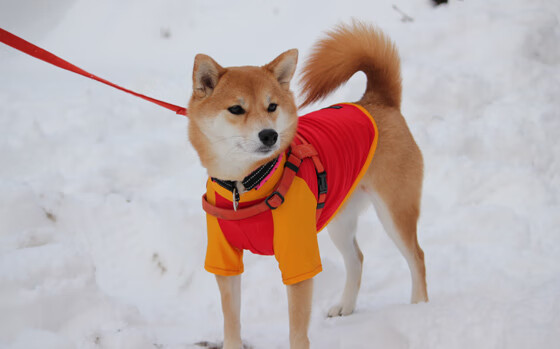 柏林交响曲，金玟哉的攻防转换艺术与两种足球哲学的碰撞