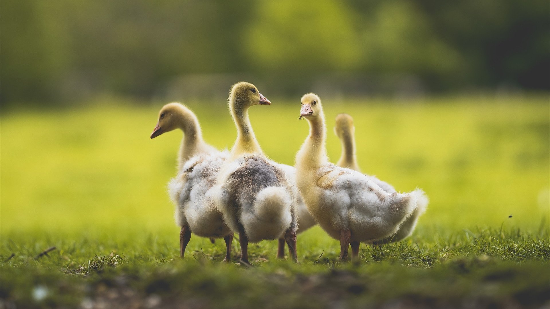 铁血绿茵,当贝蒂斯用西班牙心跳踏平欧洲红魔